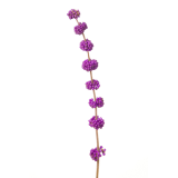 <p><strong>Beauty Berry </strong>(Priyangu)</p> Ingredient Image